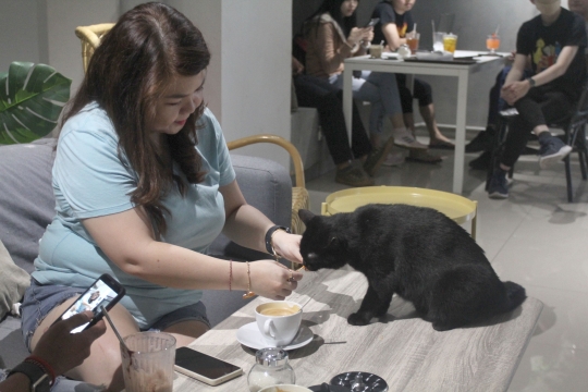 Lucunya Kucing-Kucing Menemani Pengunjung di Kafe Ini