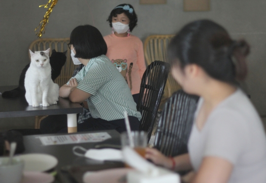 Lucunya Kucing-Kucing Menemani Pengunjung di Kafe Ini