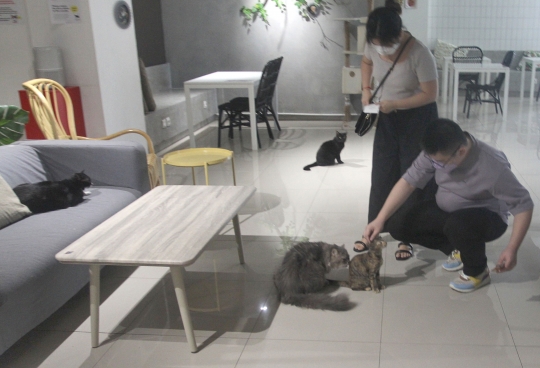 Lucunya Kucing-Kucing Menemani Pengunjung di Kafe Ini