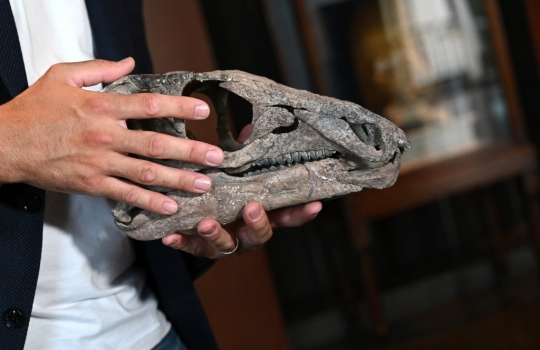 Penampakan Kerangka Dinosaurus Berusia 150 Juta Tahun yang Dilelang di Paris