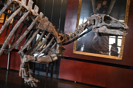 Penampakan Kerangka Dinosaurus Berusia 150 Juta Tahun yang Dilelang di Paris