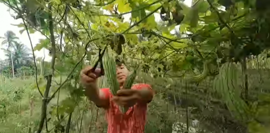 Mengenal Perkampungan Tionghoa di Pedalaman Kalimantan, Warganya Cantik & Ramah