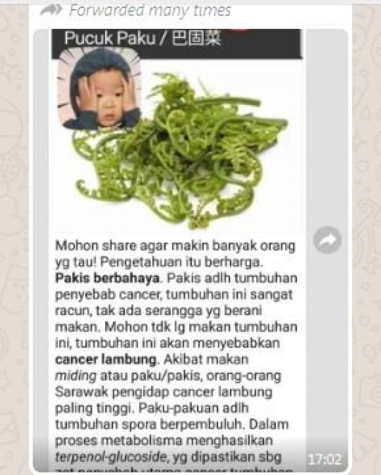Benarkah Pakis Sayur Beracun dan Bahaya Dikonsumsi? Ini Faktanya