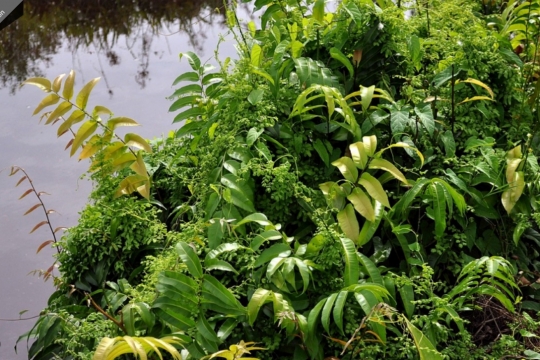 Benarkah Pakis Sayur Beracun dan Bahaya Dikonsumsi? Ini Faktanya