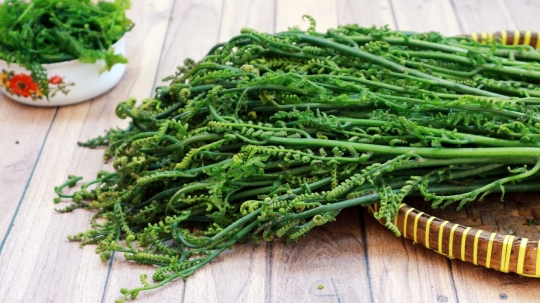 Benarkah Pakis Sayur Beracun dan Bahaya Dikonsumsi? Ini Faktanya