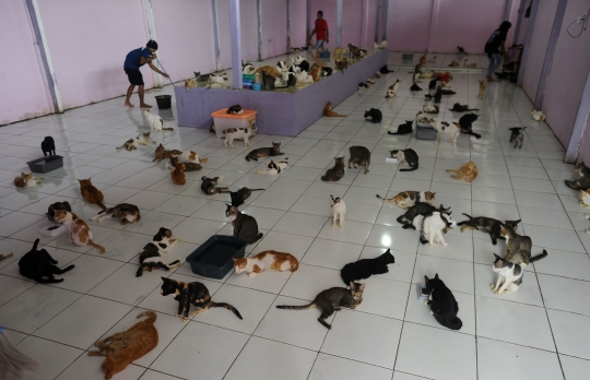 Melihat Ribuan Kucing Terlantar Ditampung di Parung