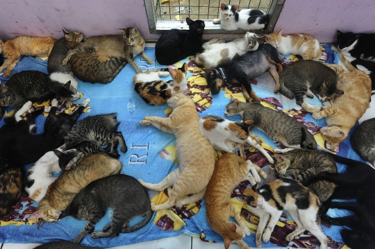 Melihat Ribuan Kucing Terlantar Ditampung di Parung