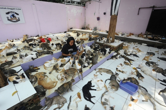 Melihat Ribuan Kucing Terlantar Ditampung di Parung