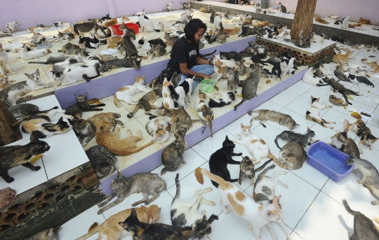 Melihat Ribuan Kucing Terlantar Ditampung di Parung