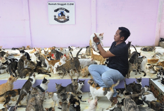 Melihat Ribuan Kucing Terlantar Ditampung di Parung