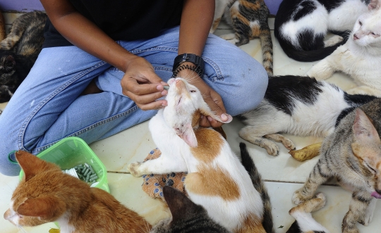 Melihat Ribuan Kucing Terlantar Ditampung di Parung