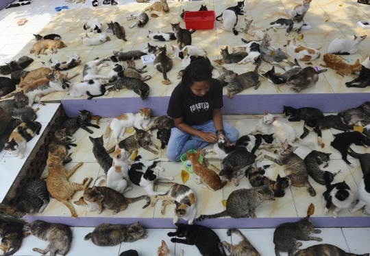 Melihat Ribuan Kucing Terlantar Ditampung di Parung