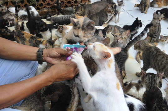 Melihat Ribuan Kucing Terlantar Ditampung di Parung