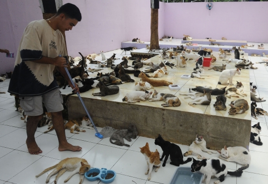 Melihat Ribuan Kucing Terlantar Ditampung di Parung