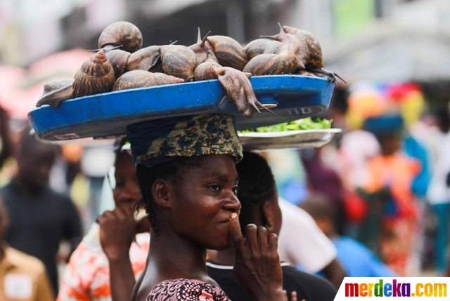 Seorang gadis membawa bekicot Afrika untuk dijual di pasar Adjame di Abidjan, Pantai Gading. Bekicot Afrika, adalah jenis bekicot raksasa yang dagingnya sangat berharga di Pantai Gading. Populasi di habitatnya pun kian menipis karena banyak diburu hingga penebangan hutan.