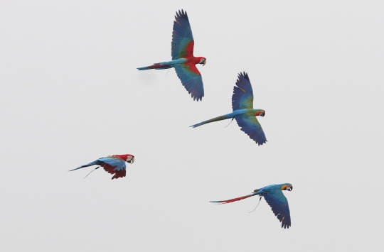 Keseruan Peserta dalam Lomba Burung Paruh Bengkok