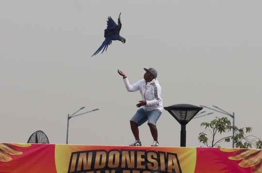 Keseruan Peserta dalam Lomba Burung Paruh Bengkok