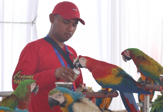 Keseruan Peserta dalam Lomba Burung Paruh Bengkok