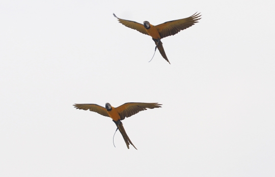 Keseruan Peserta dalam Lomba Burung Paruh Bengkok