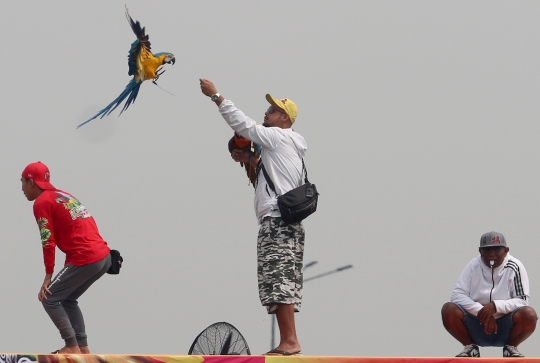 Keseruan Peserta dalam Lomba Burung Paruh Bengkok