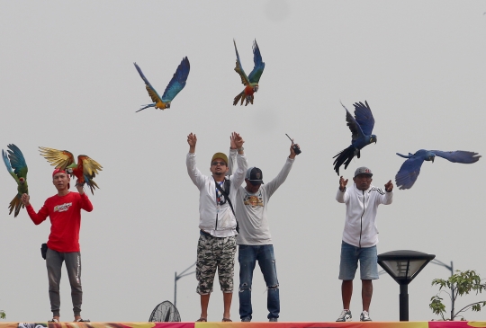 Keseruan Peserta dalam Lomba Burung Paruh Bengkok