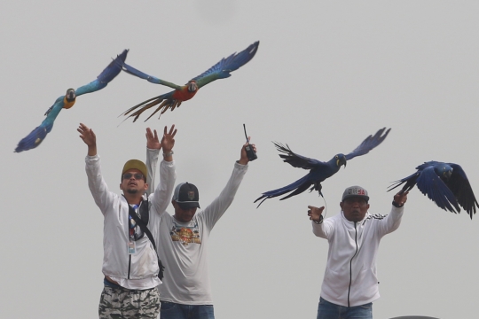 Keseruan Peserta dalam Lomba Burung Paruh Bengkok