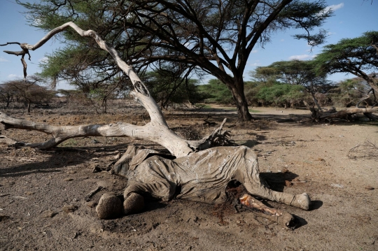 Potret Pilu Gajah Hingga Zebra yang Terancam Punah Mati Kekeringan di Afrika