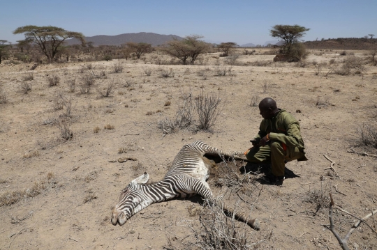 Potret Pilu Gajah Hingga Zebra yang Terancam Punah Mati Kekeringan di Afrika