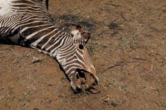 Potret Pilu Gajah Hingga Zebra yang Terancam Punah Mati Kekeringan di Afrika