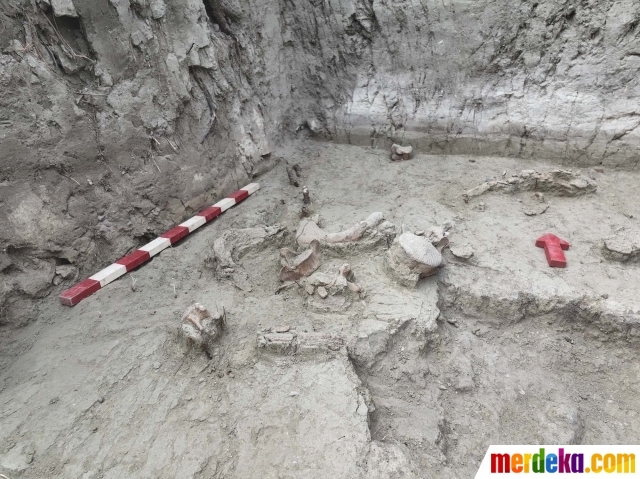 Pemandangan situs penggalian Gomphothere, kerabat gajah modern yang telah punah, di daerah Tagua Tagua, Rancagua, Chile, pada 24 September 2022. Gomphothere, kerabat gajah modern yang telah punah, berkeliaran di Chile selatan ribuan tahun yang lalu dan mungkin menjadi sasaran perburuan oleh penduduk wilayah tersebut, menurut para ilmuwan Chile dikutip Reuters (27/9).