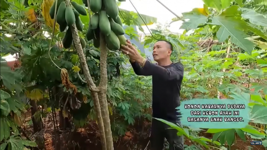 Main ke Kebun, Ayah Ojak Histeris Ketakutan di Punggungnya Ada Ulat Daun