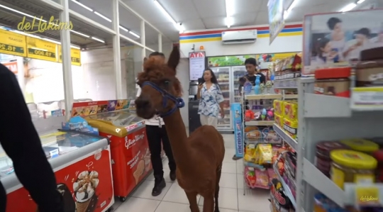 Tuai Pro Kontra, Intip Momen Irfan Hakim Bawa Alpaca ke Minimarket