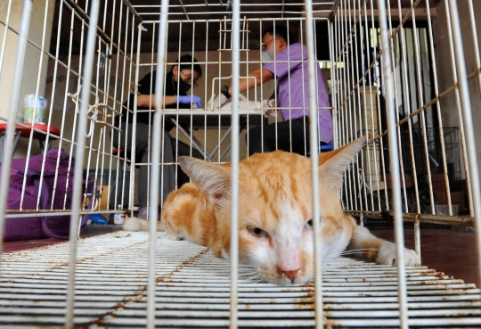 Kreativitas Warga Depok Mengontrol Populasi Kucing