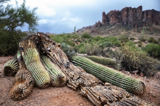Akibat Perubahan Iklim, Kaktus Raksasa di Gurun Sonora Mati