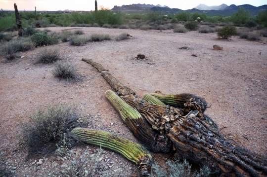 Akibat Perubahan Iklim, Kaktus Raksasa di Gurun Sonora Mati