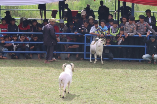 Seni Ketangkasan Adu Domba Garut Kembali Digelar