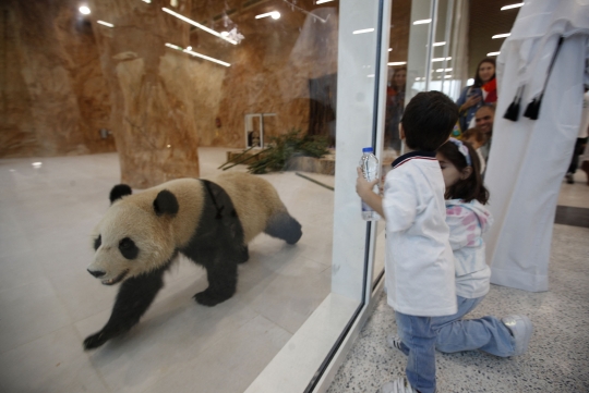 Qatar Dihadiahi Panda Raksasa dari China Jelang Piala Dunia 2022