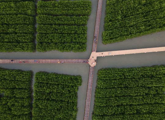 Menikmati Keindahan Taman Mangrove di Desa Pesisir Ketapang