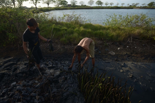 Memantau Pembibitan Taman Mangrove Ketapang