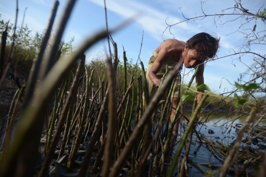 Memantau Pembibitan Taman Mangrove Ketapang