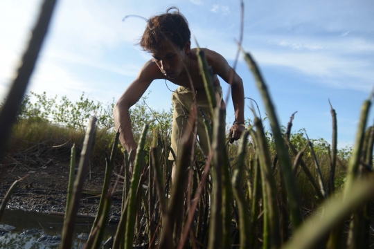 Memantau Pembibitan Taman Mangrove Ketapang