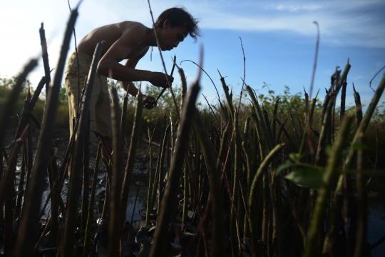 Memantau Pembibitan Taman Mangrove Ketapang