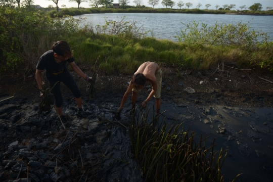 Memantau Pembibitan Taman Mangrove Ketapang