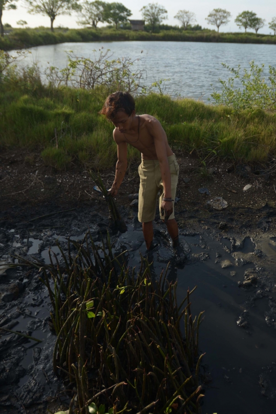 Memantau Pembibitan Taman Mangrove Ketapang