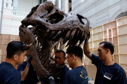 Mengintip Perakitan Fosil T-Rex yang Dipamerkan di Singapura