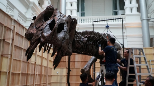 Mengintip Perakitan Fosil T-Rex yang Dipamerkan di Singapura