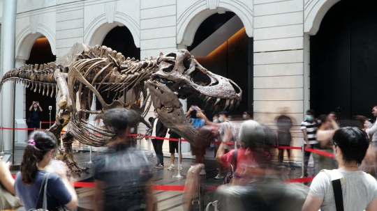 Mengintip Perakitan Fosil T-Rex yang Dipamerkan di Singapura