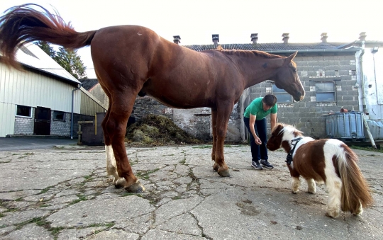 Lucu dan Imut, Inilah Penampakan Kuda Poni Terkecil di Dunia