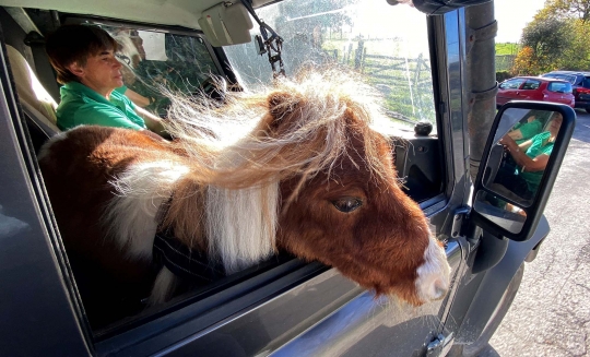 Lucu dan Imut, Inilah Penampakan Kuda Poni Terkecil di Dunia