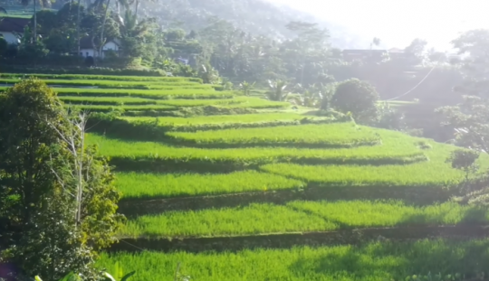 Mirip New Zealand, Begini Potret Desa Indah di Kaki Gunung Slamet